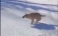 Il cane scivola sulla neve: il video più bello